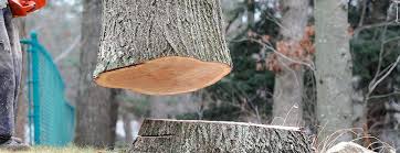 Best Tree Maintenance Programs  in Dania Beach, FL