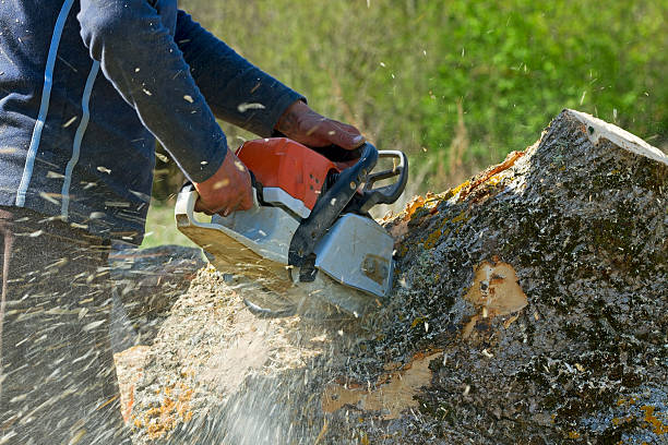 Best Tree and Shrub Care  in Dania Beach, FL