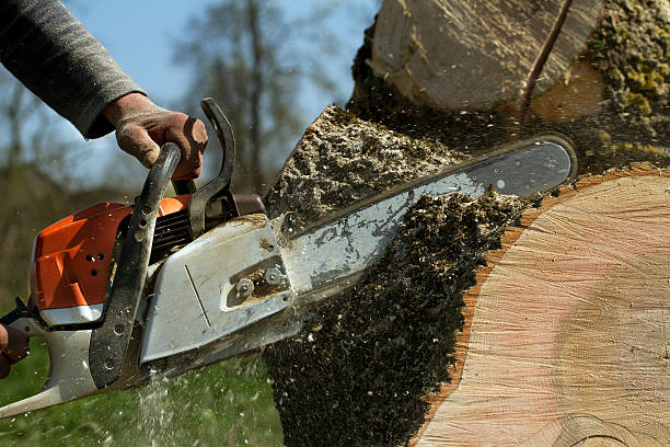 Best Soil Testing and Treatment  in Dania Beach, FL